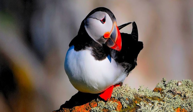 A puffin