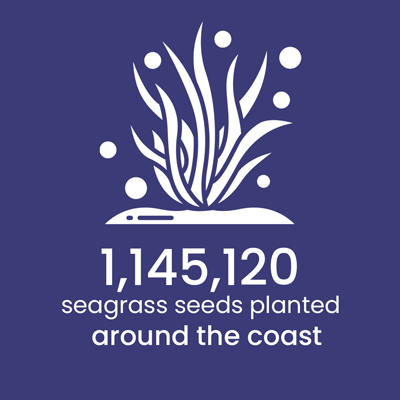 1,145,120 seagrass seeds planted