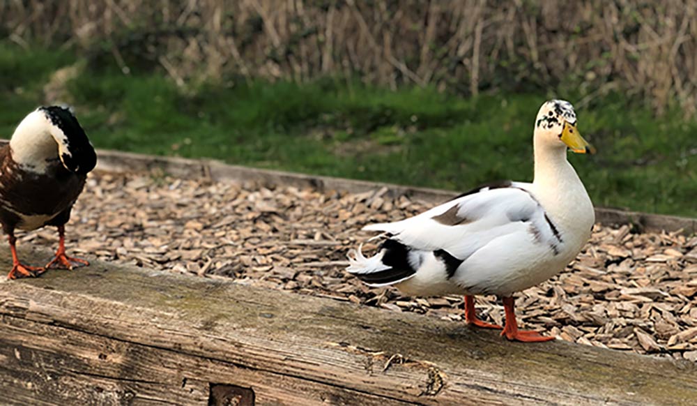 wide shot of ducks on inland waterways