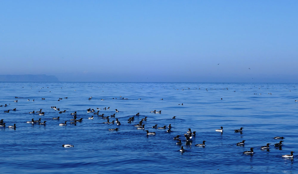 Wideshot of birds floating on tranquil waters