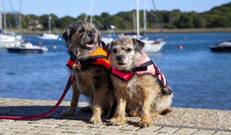 Wide shot of two small dogs in lifejackets