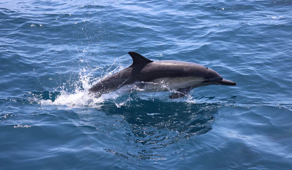 wide shot of dolphin diving in the water