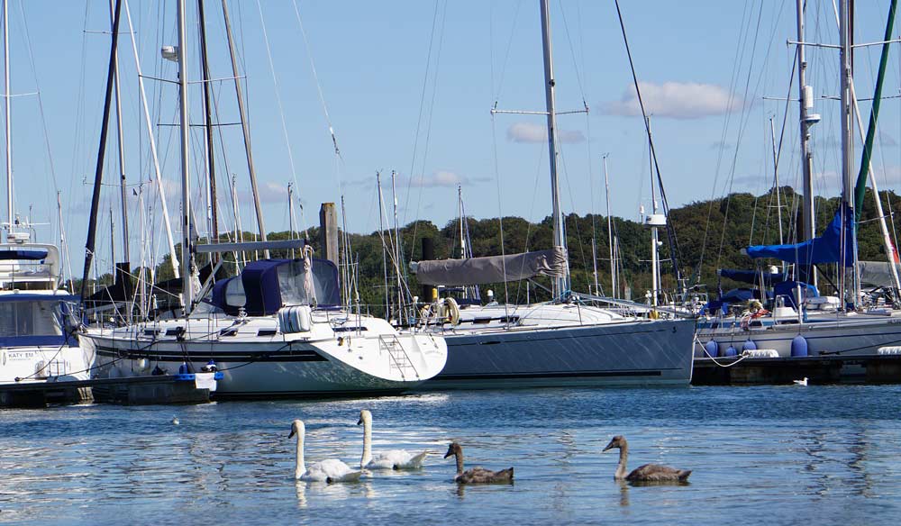 Boating around ducks