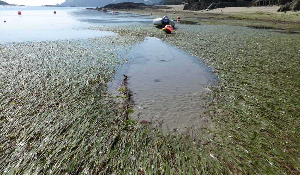Mooring damage to seagrass on shoreline
