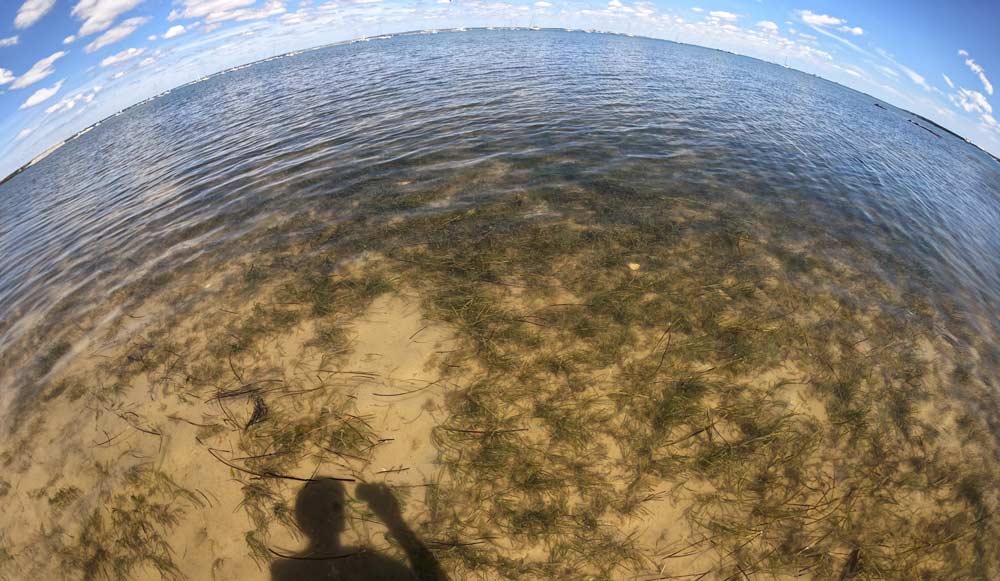 sea grass image
