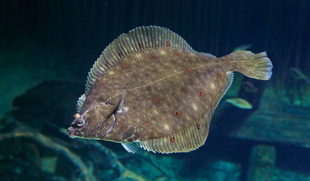 Plaice fish swimming in dark waters