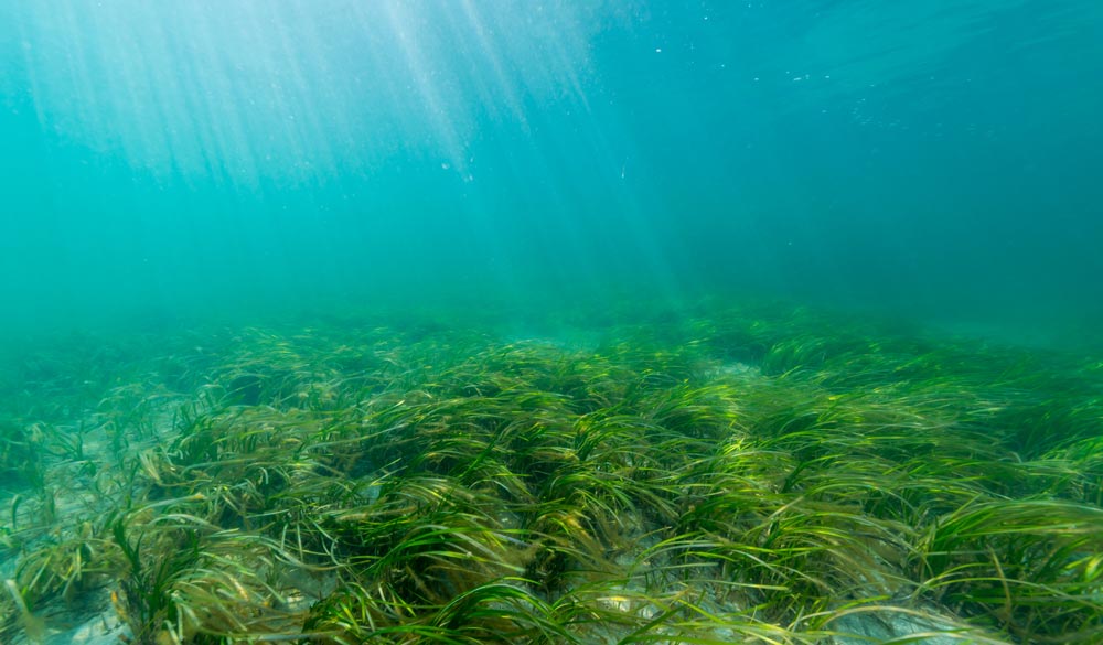 Sea grass hero 