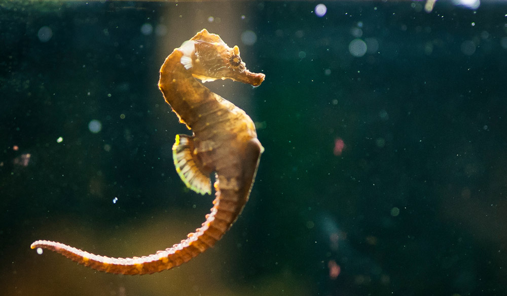 short snouted sea horse in the water 