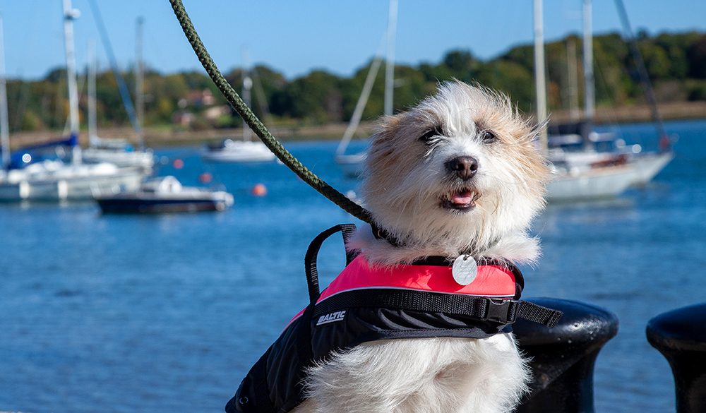 Dog on a boat with wind blowing its fur