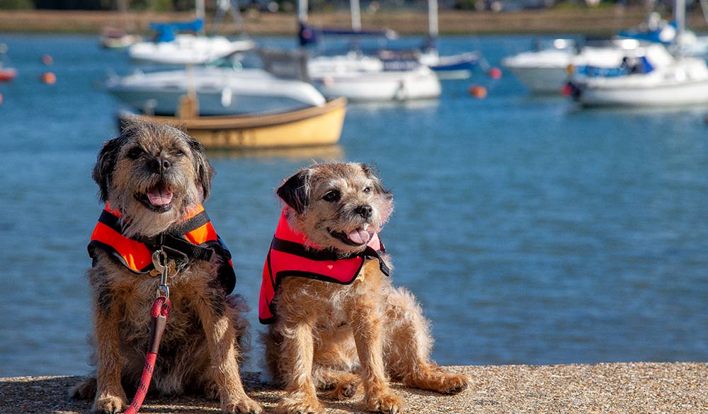 Wideshot of two dogs on a dock wearing red life jackets