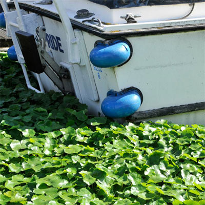 Floating Pennywort weed stopping a boat from getting through water