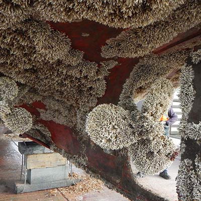 close-up of keel covered in trumpet tube worm