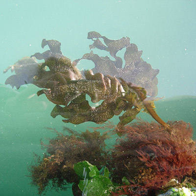 Observational shot of Wakame Seaweed in the water