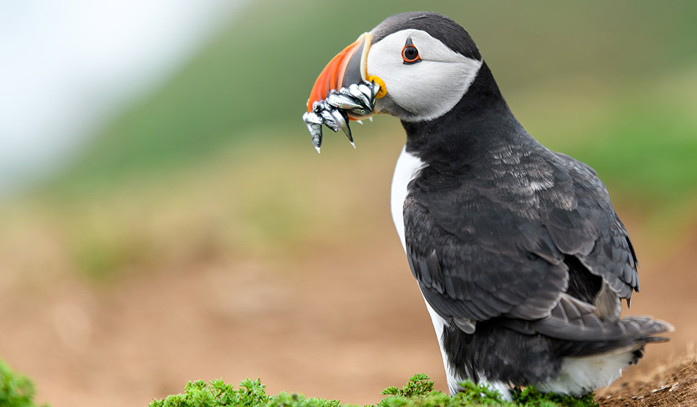 Wide shot of puffin with food in its mouth