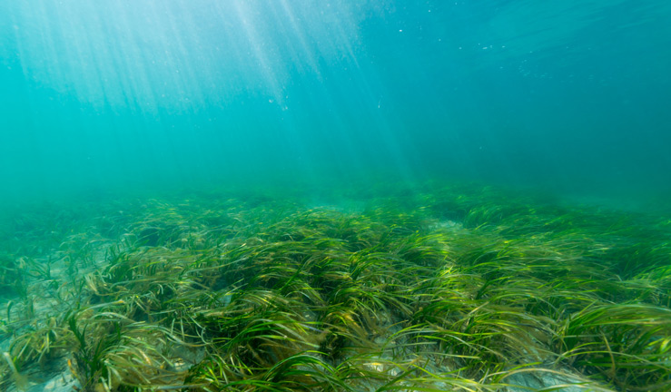 wide shot of sea grass on the sea bed 