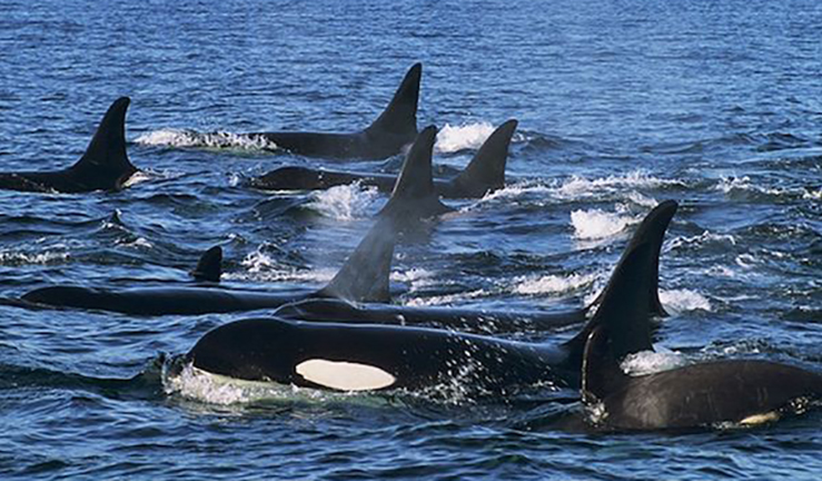 Killer whales in the wild 