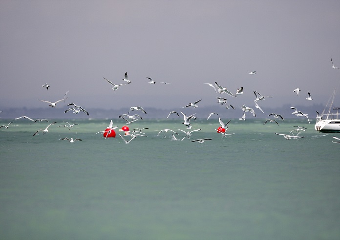 Seagulls