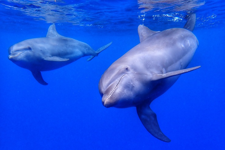 Two dolphins swimming in water in Rangiroa, French Polynesia 