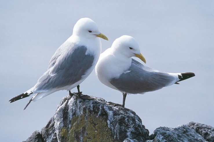 Two gulls sat on a rock
