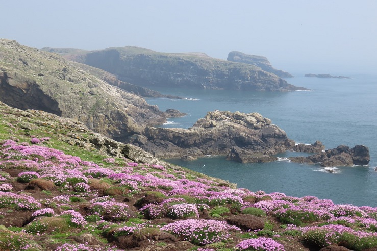 The coastline of Skomer Island covered with heather