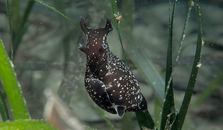 A Sea Hare enjoying the waters in Helford.