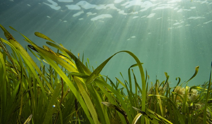 An underwater photo of seagrass fronds.