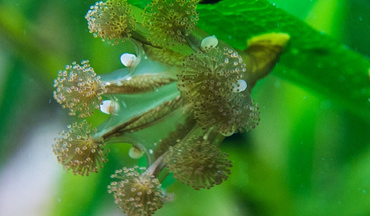 A close-up photo of a Stalked Jellyfish underwater.