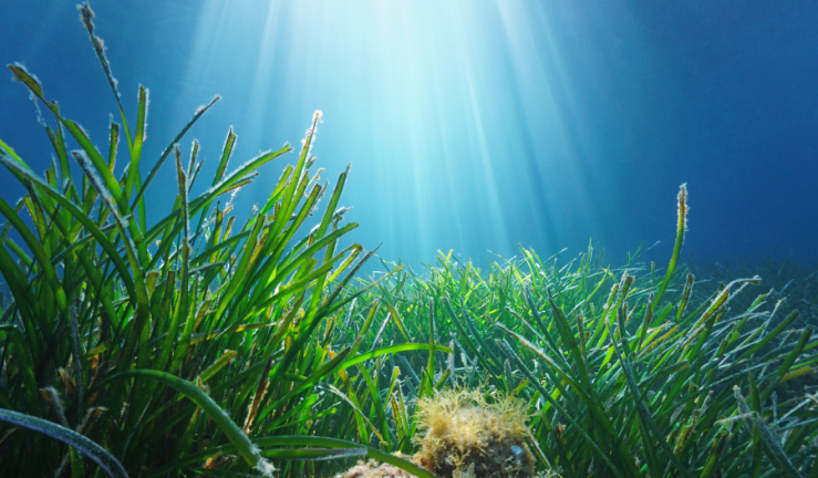 Seagrass habitats underwater