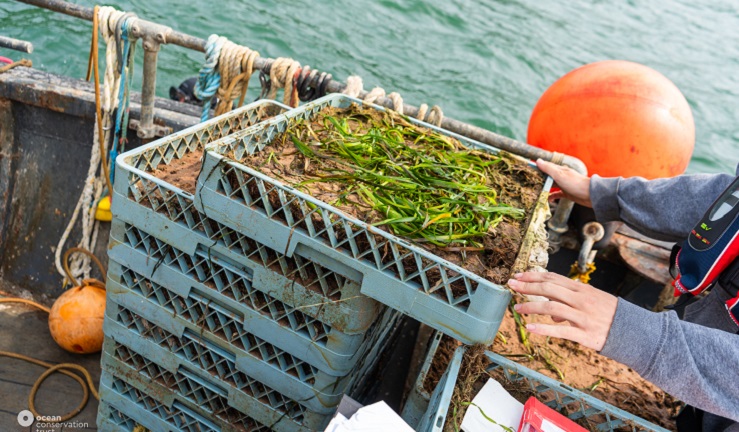 small seagrass plants ready for deployment.