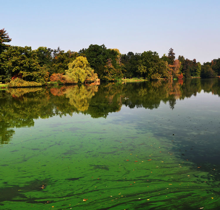 An European pond covered a lot of cyanobacteria, green biofilm grows on the water