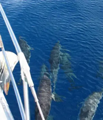 Looking over the side of a yacht at a group of dolphins in beautiful clear blue waters