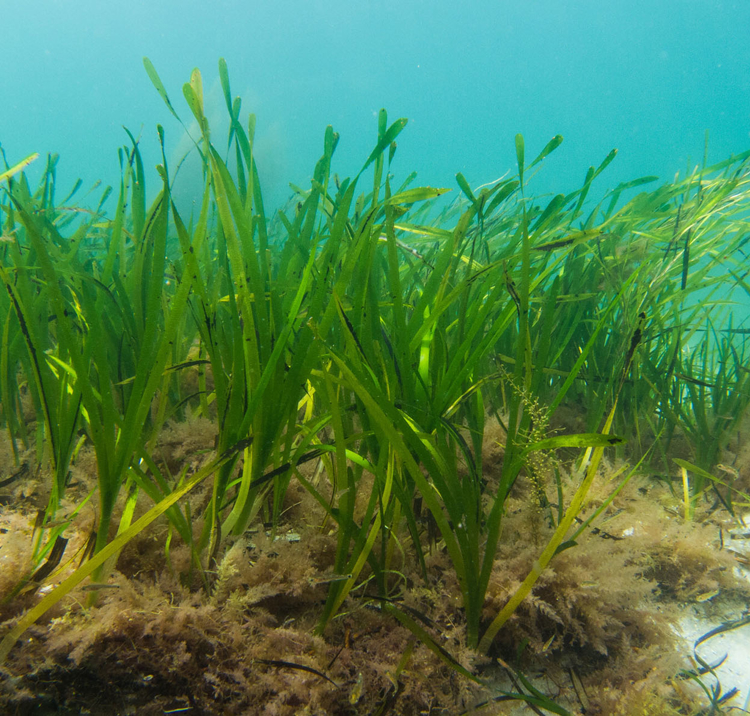 Underwater shot of seagrass moving with tide