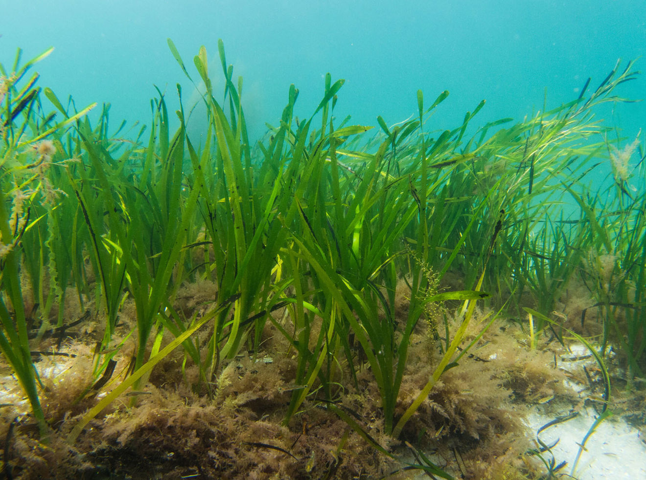 Underwater shot of seagrass moving with tide