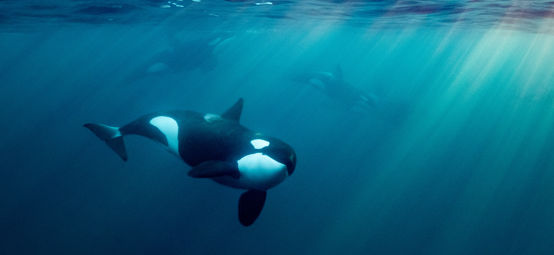 An image of orcas or killer whales in Kvænangen fjord in Norway hunting for herrings