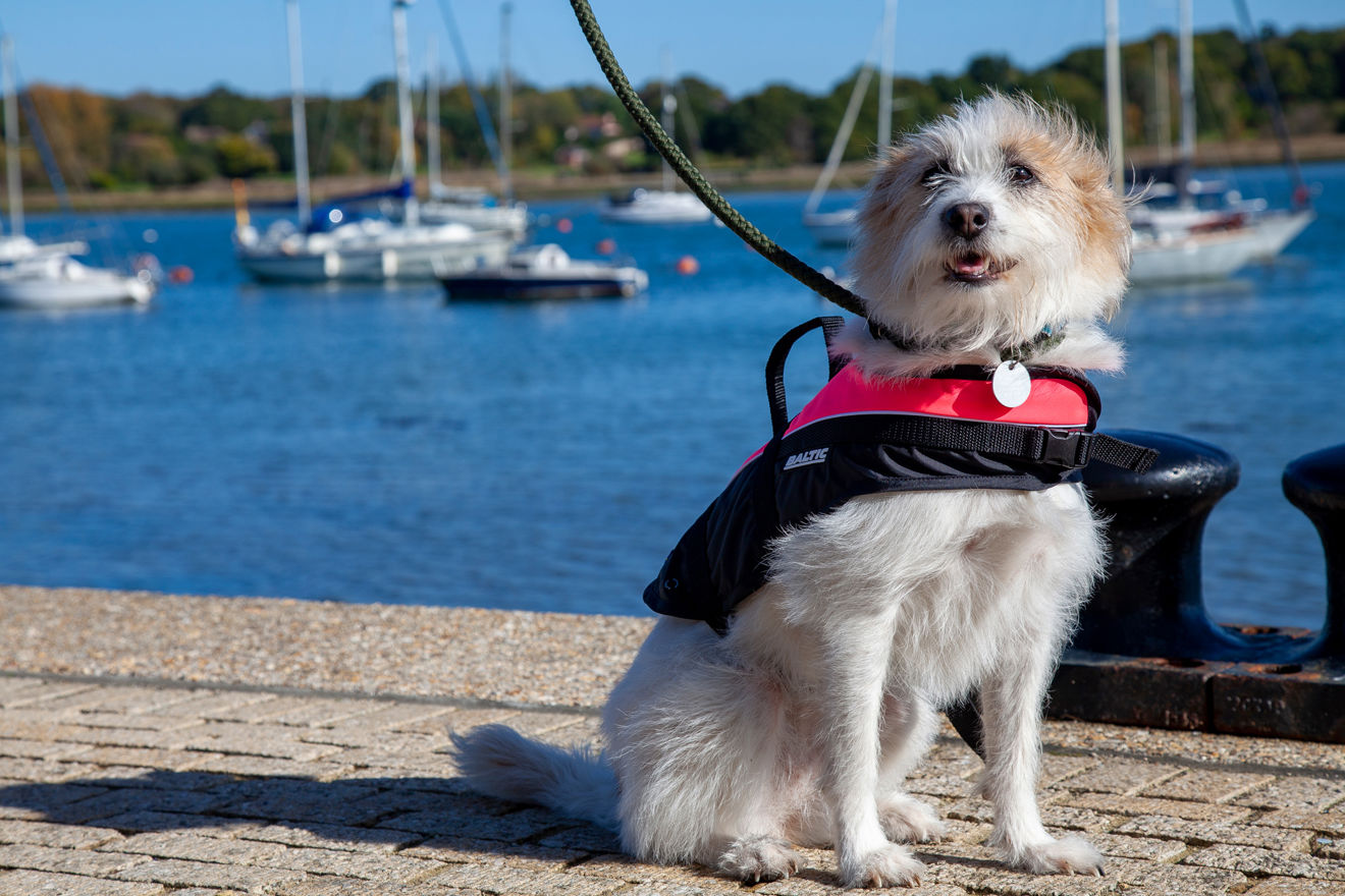 small dog on lead wearing a life jacket