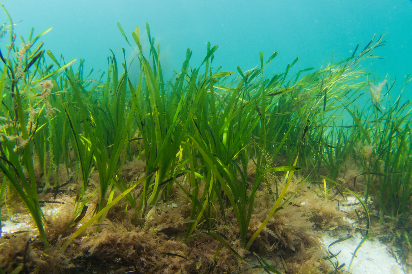 Underwater seagrass moving slowly in the water