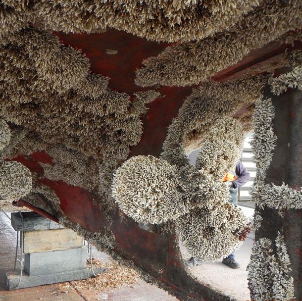 a propeller covered with non-native invasive species. 
