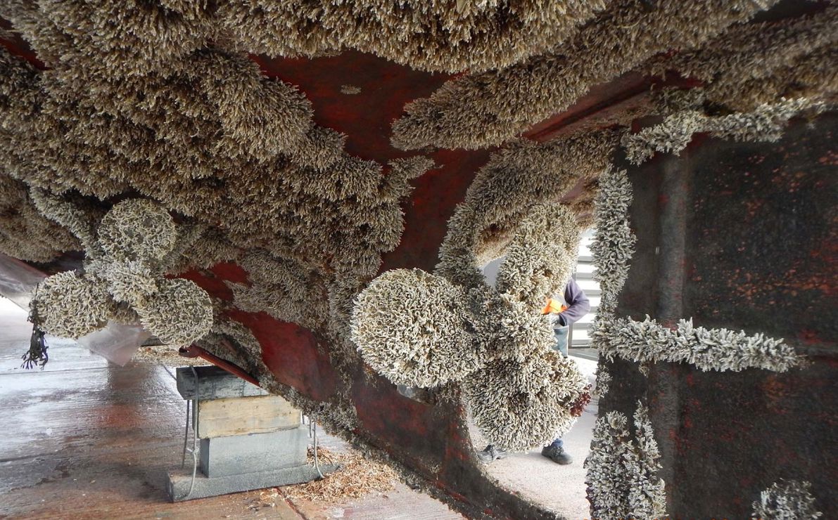 a propeller covered with non-native invasive species. 