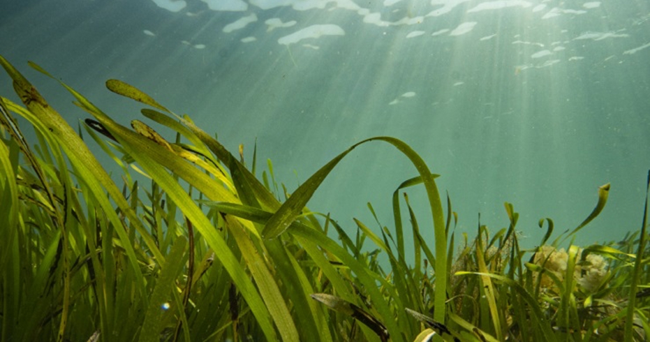 Seagrass