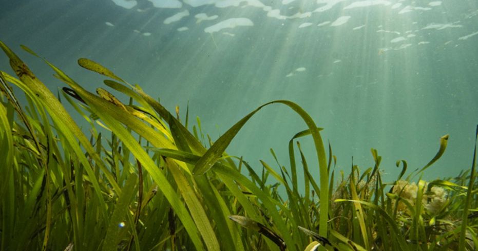 Seagrass