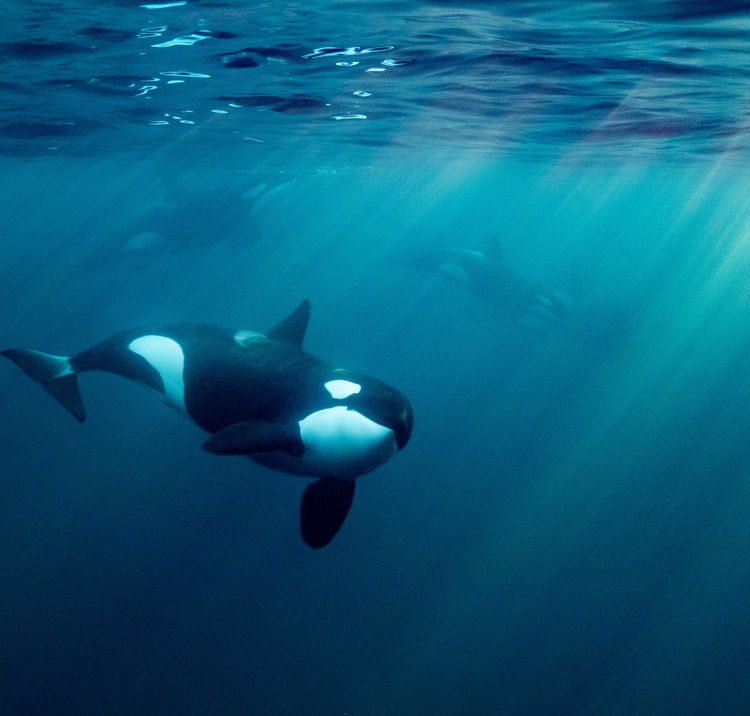 	An image of orca under water