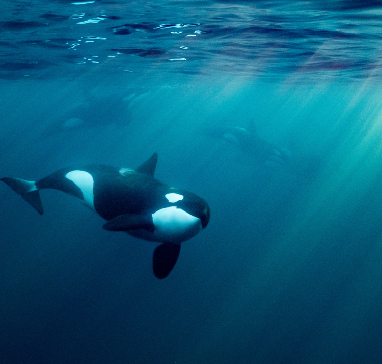 An image of orca under water
