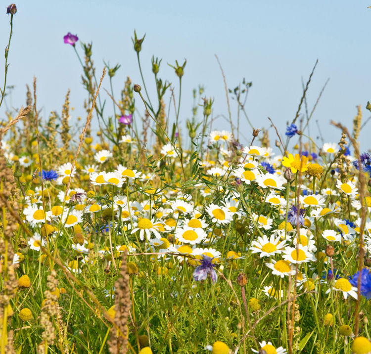 mixture of beautiful wildflowers