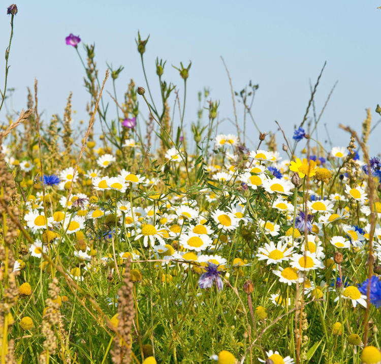 mixture of beautiful wildflowers