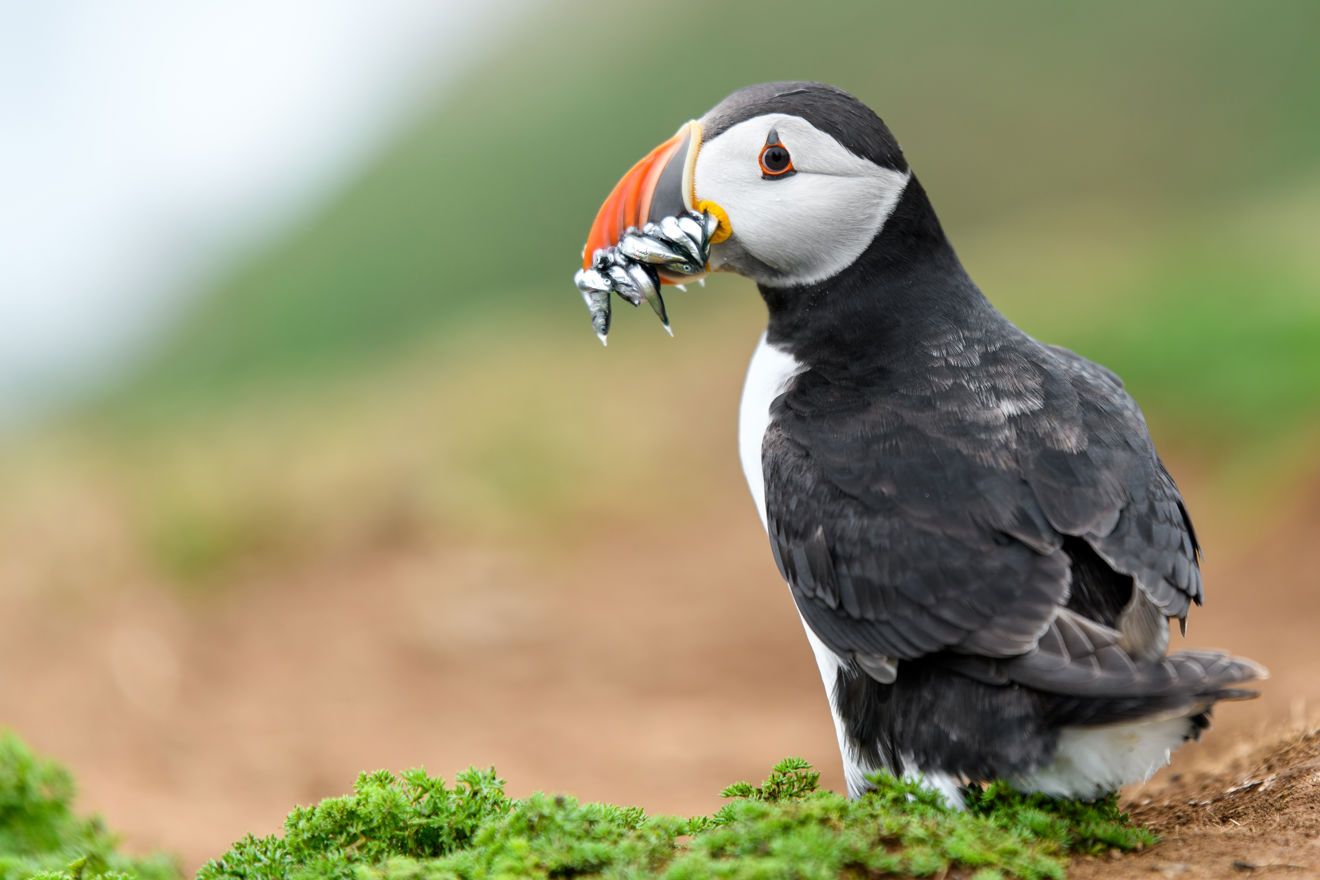 Wide shot of puffin with food in its mouth