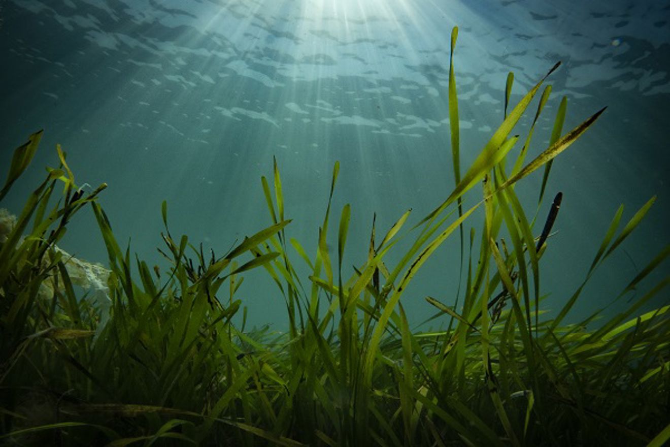 Seagrass - Image credit Fiona Crouch
