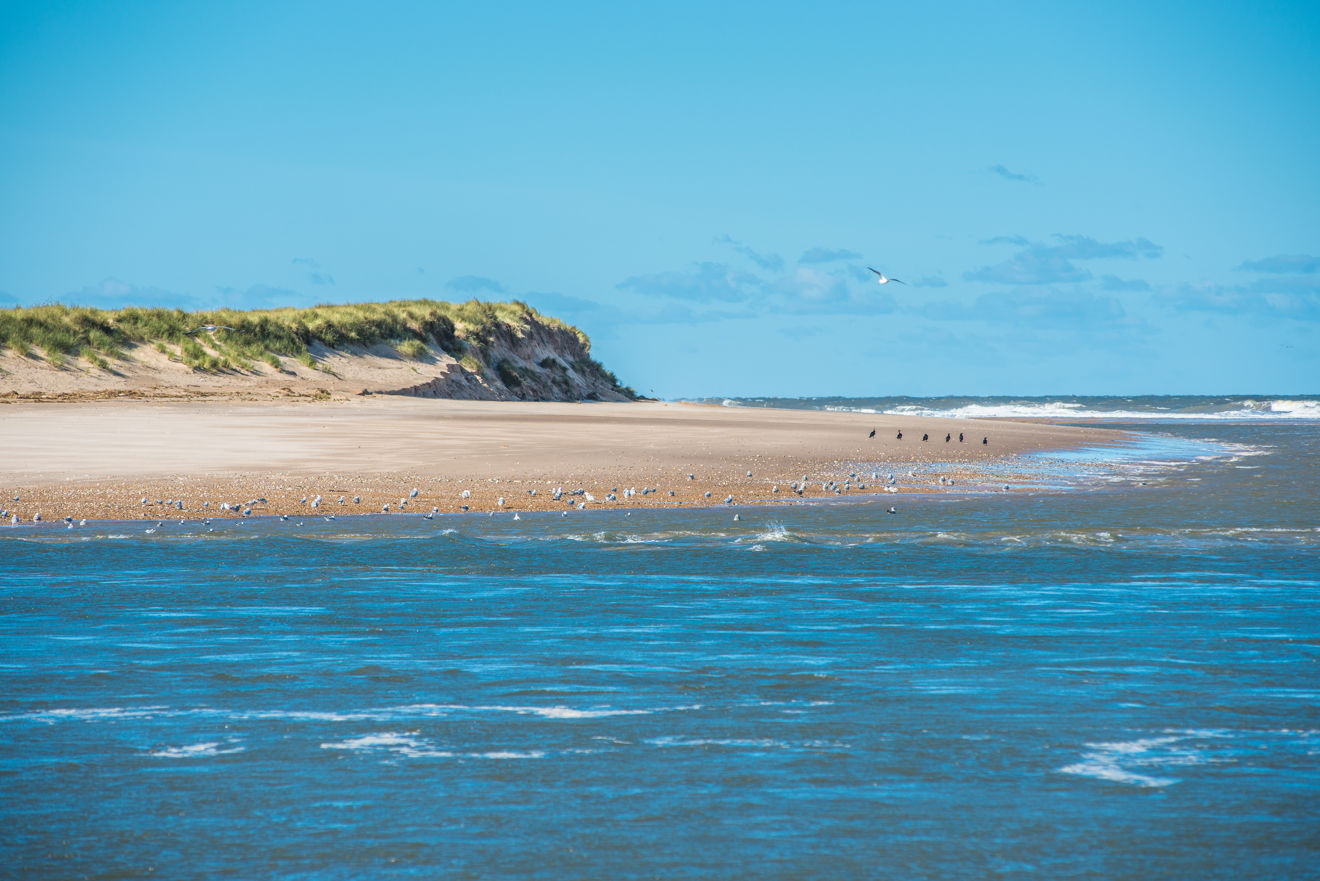 scolt head island, norfolk