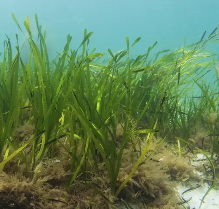 Underwater shot of seagrass moving with tide