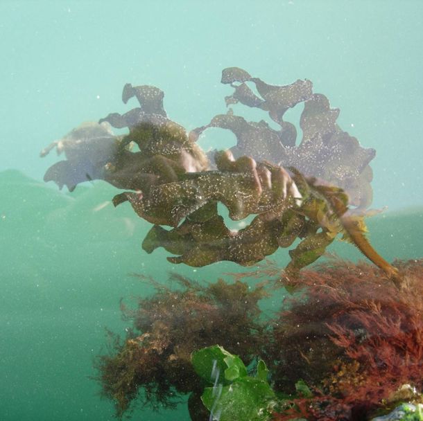 Wakame seaweed an invasive seaweed to our waters