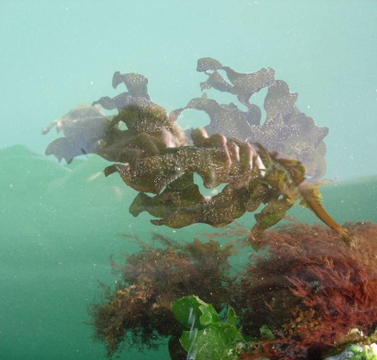 Invasive Species Wakame Seaweed